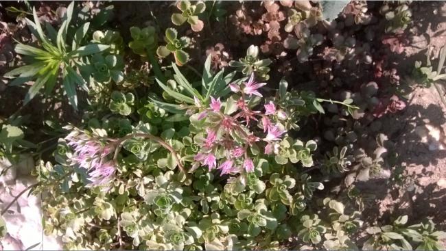 Name:  sedum ieklenme - 30.07.2015.jpg
Views: 676
Size:  63.5 KB