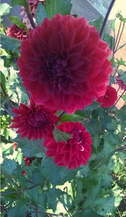 Name:  krmz dahlia.jpg
Views: 756
Size:  58.3 KB