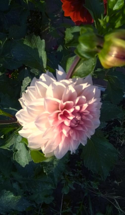 Name:  beyaz dahlia.jpg
Views: 725
Size:  48.4 KB