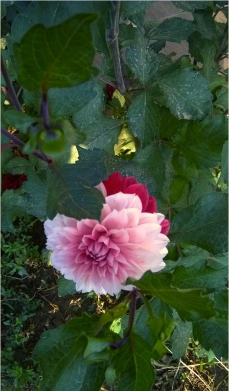 Name:  beyaz krmz dahlia.jpg
Views: 756
Size:  57.9 KB