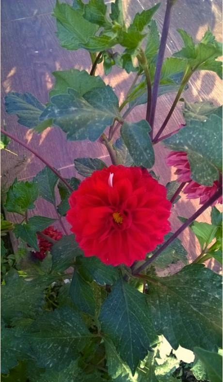 Name:  krmzda tek beyaz dahlia.jpg
Views: 736
Size:  60.5 KB