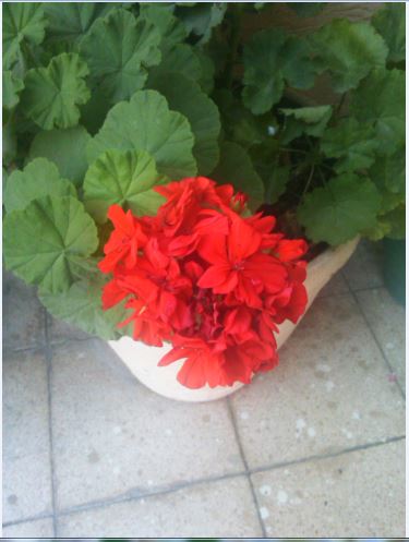 Name:  sar.JPG
Views: 388
Size:  35.6 KB
