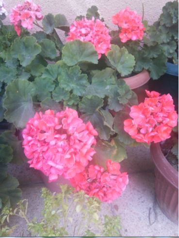 Name:  sar3.JPG
Views: 365
Size:  41.9 KB