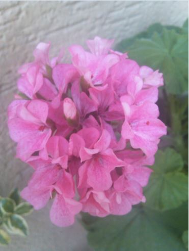 Name:  sar4.JPG
Views: 385
Size:  29.4 KB