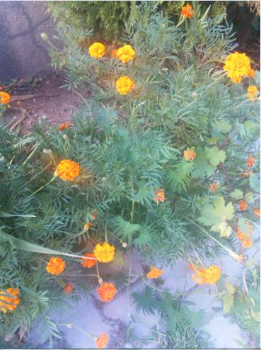 Name:  ka2.JPG
Views: 403
Size:  52.4 KB
