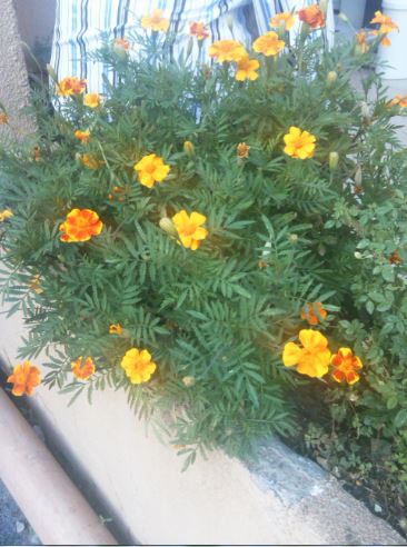 Name:  ka3.JPG
Views: 386
Size:  48.7 KB