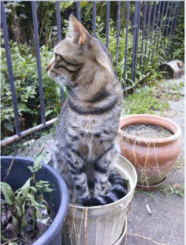 Name:  ku1.JPG
Views: 421
Size:  60.6 KB