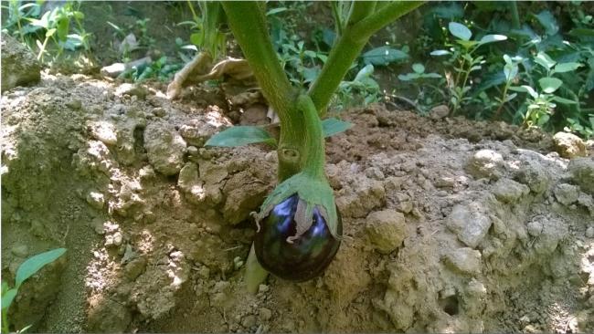 Name:  ilk patlcan.jpg
Views: 676
Size:  58.5 KB
