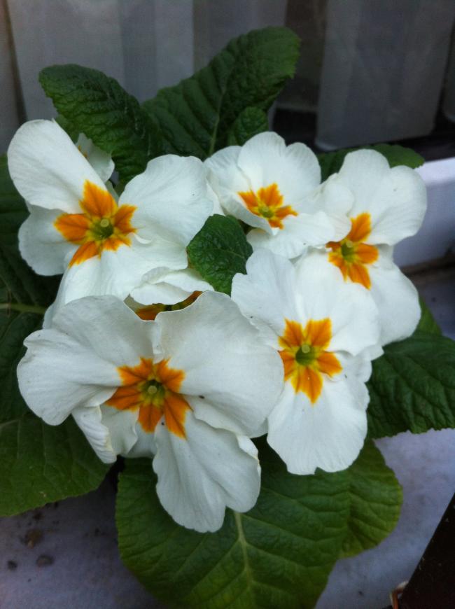 Name:  026.jpg
Views: 577
Size:  54.6 KB
