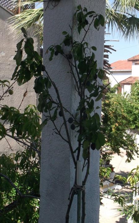 Name:  DSCF7435.jpg
Views: 526
Size:  72.1 KB