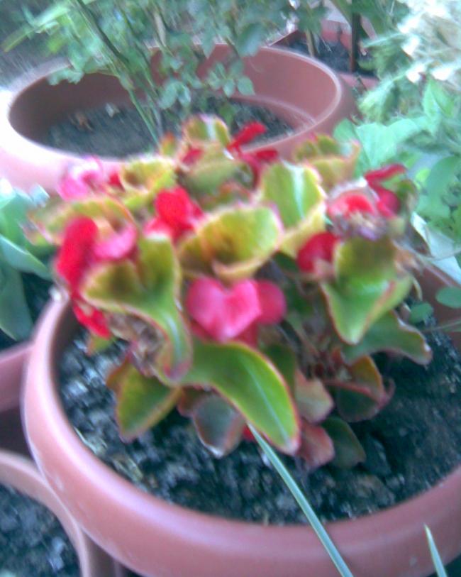 Name:  begonya.jpg
Views: 567
Size:  62.3 KB