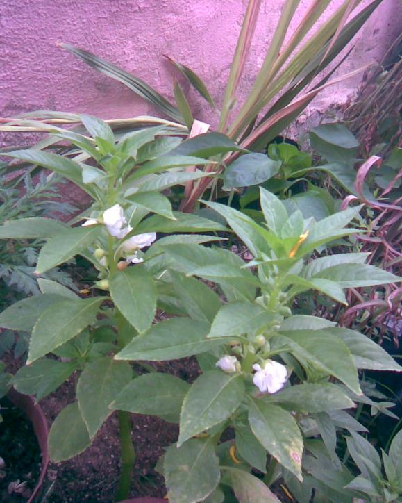 Name:  beyaz knalar.jpg
Views: 560
Size:  73.8 KB