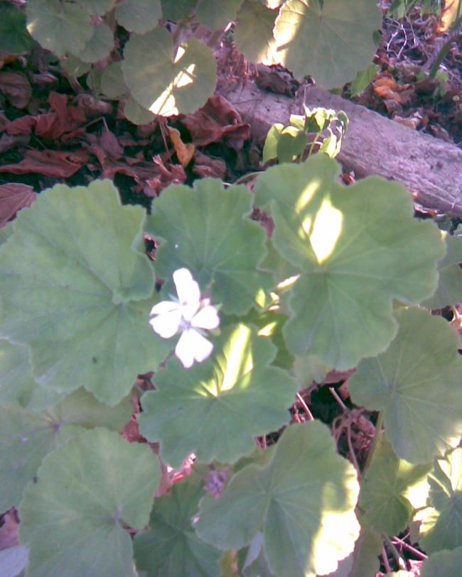 Name:  beyaz sardunya.jpg
Views: 593
Size:  61.3 KB