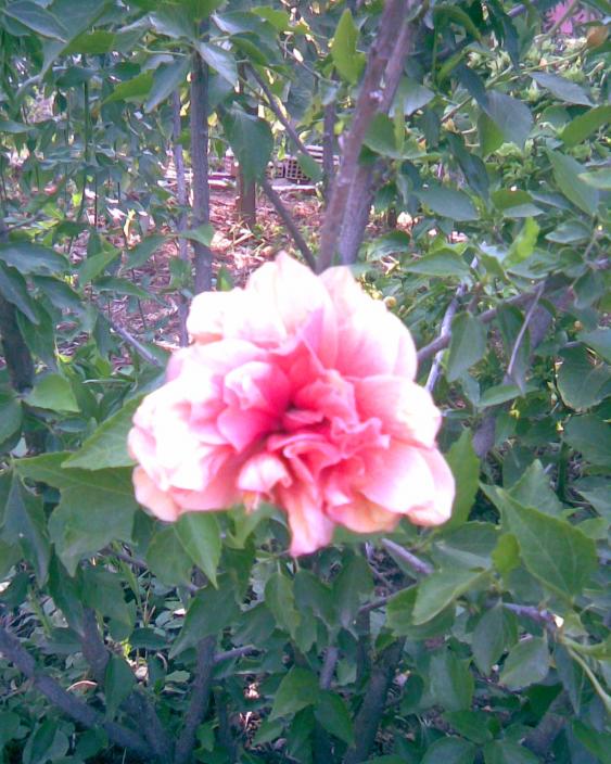 Name:  katl yavru az japon.jpg
Views: 542
Size:  74.5 KB