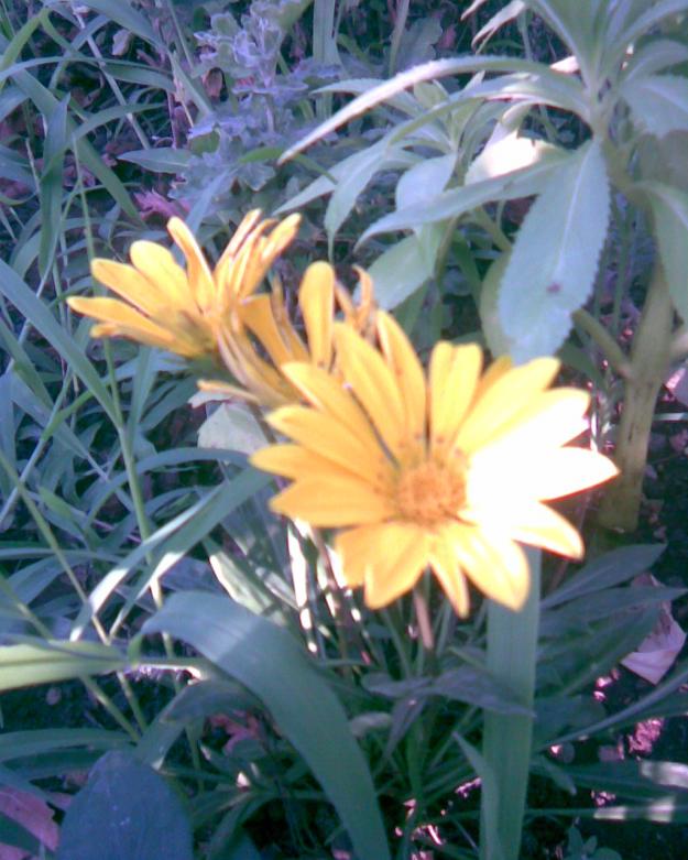 Name:  gazanya ....jpg
Views: 531
Size:  71.5 KB