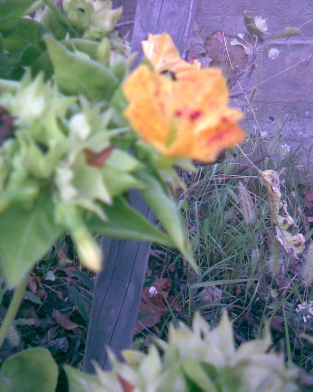 Name:  akam sefas 1.jpg
Views: 464
Size:  70.6 KB