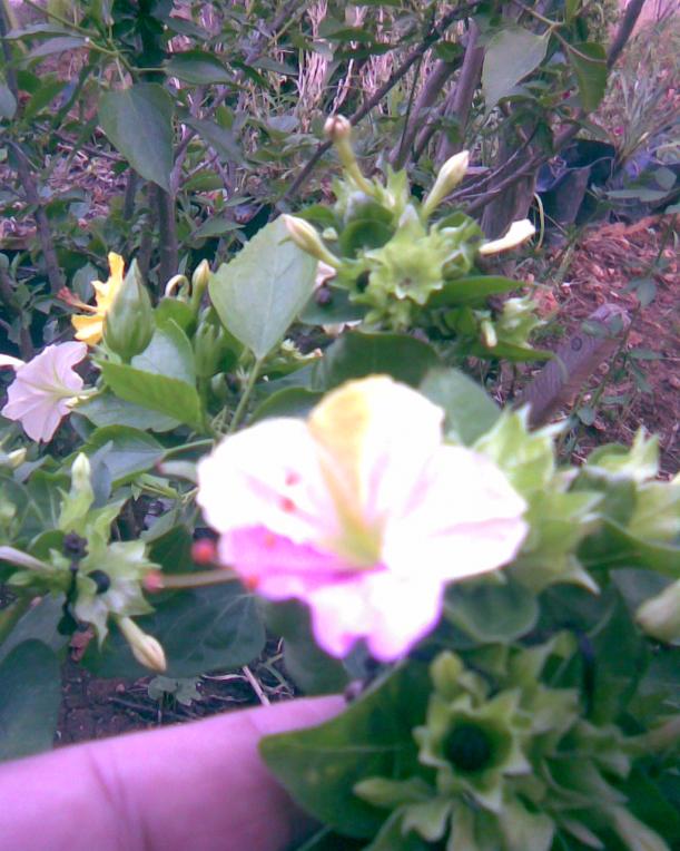 Name:  akam sefas2.jpg
Views: 544
Size:  72.0 KB