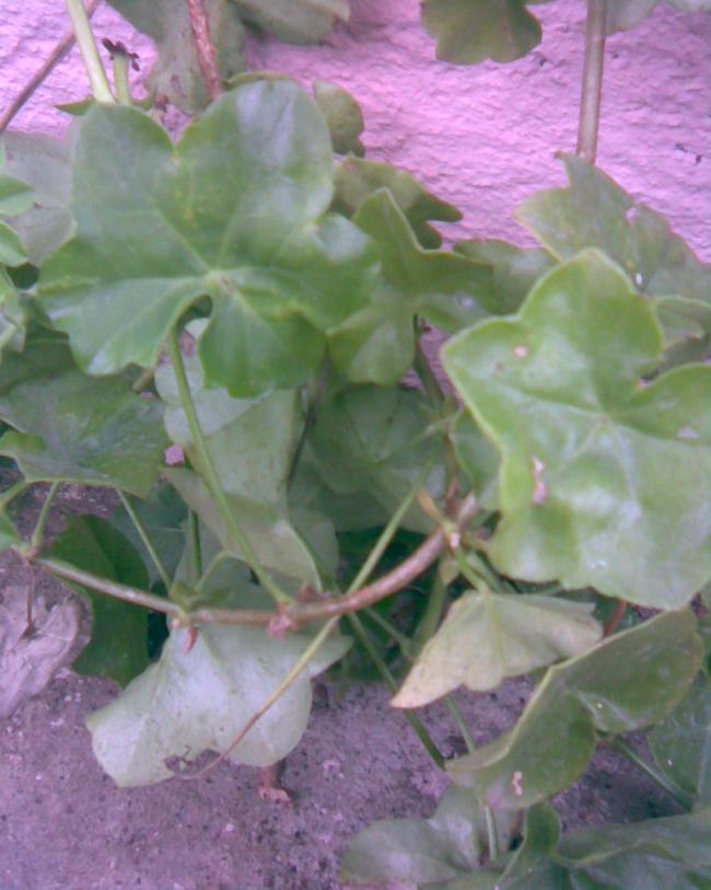 Name:  sardunya.jpg
Views: 526
Size:  59.5 KB