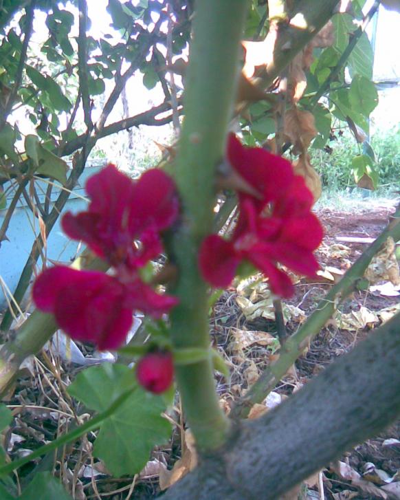Name:  sardunya iek.jpg
Views: 527
Size:  73.6 KB