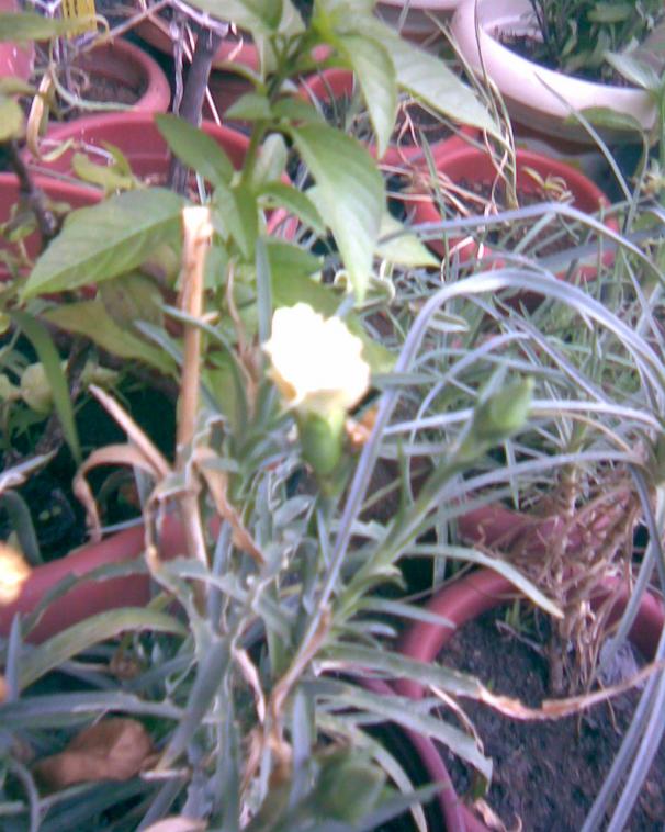 Name:  bodur karanfil.jpg
Views: 468
Size:  72.2 KB
