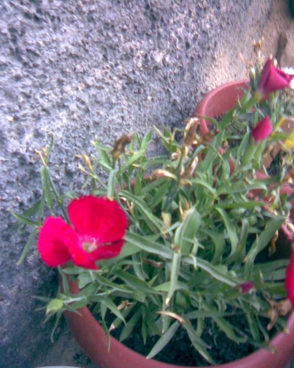 Name:  in karanfil..jpg
Views: 456
Size:  73.0 KB