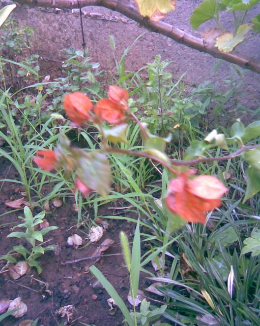 Name:  gelinduva.jpg
Views: 463
Size:  76.7 KB
