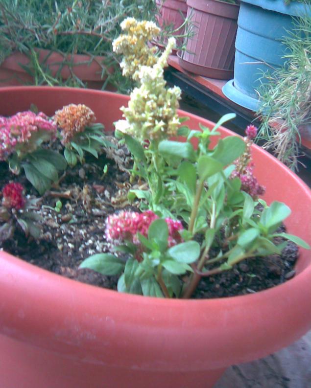 Name:  horozlar tohum oluyor.jpg
Views: 466
Size:  70.9 KB