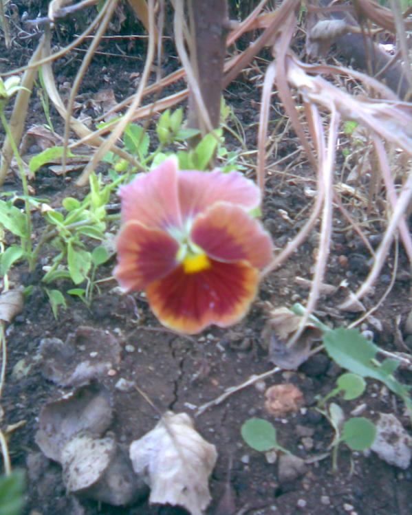 Name:  hercai1.jpg
Views: 461
Size:  73.0 KB