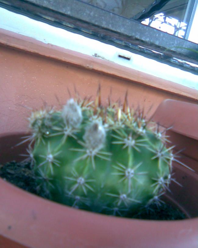 Name:  kakts 12.jpg
Views: 717
Size:  51.7 KB