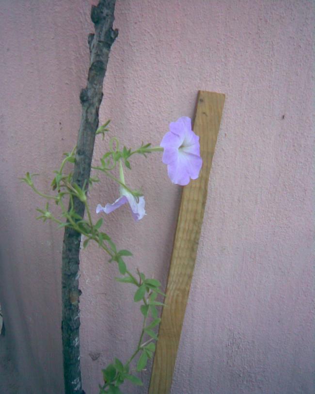 Name:  lila petunya.jpg
Views: 715
Size:  56.7 KB