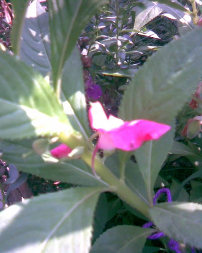 Name:  koyu pembe kna.jpg
Views: 751
Size:  55.1 KB