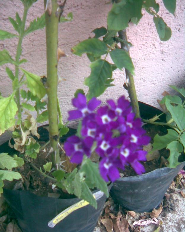 Name:  Grnt082.jpg
Views: 681
Size:  70.8 KB