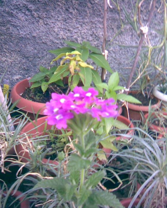 Name:  mine meneke rengi.jpg
Views: 743
Size:  75.2 KB