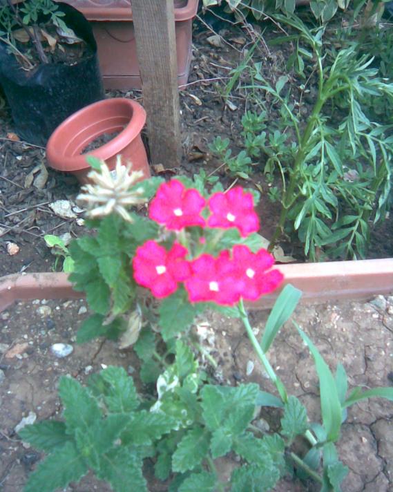 Name:  mine scak pembe.jpg
Views: 688
Size:  74.2 KB