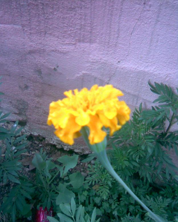 Name:  sar kadife.jpg
Views: 662
Size:  70.5 KB