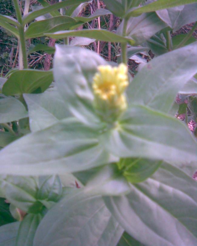 Name:  sar kirli hanm0.jpg
Views: 651
Size:  49.0 KB