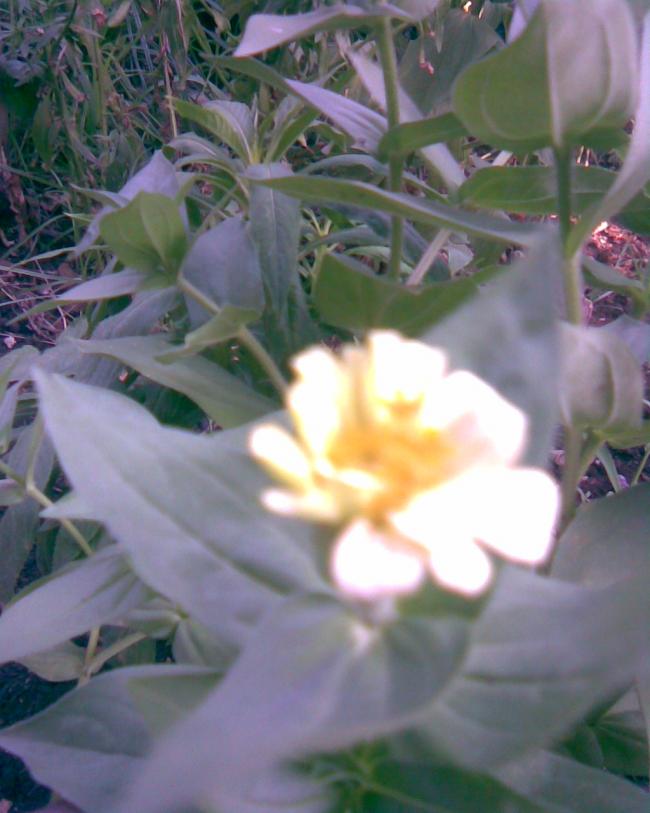 Name:  sar kirli hanm.jpg
Views: 646
Size:  55.7 KB