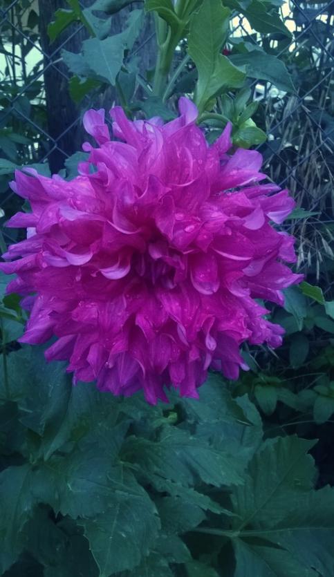 Name:  dahlia 10.08.2015.jpg
Views: 626
Size:  56.7 KB