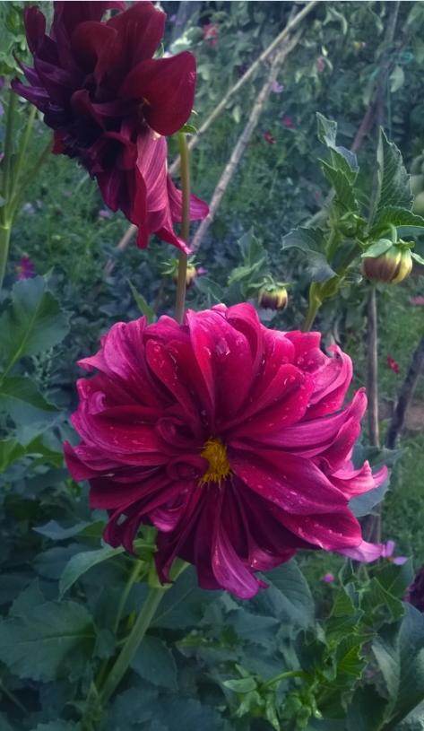 Name:  dahlia 2 10.08.215.jpg
Views: 613
Size:  55.4 KB