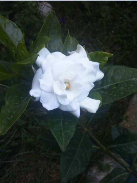 Name:  ga.JPG
Views: 299
Size:  37.1 KB
