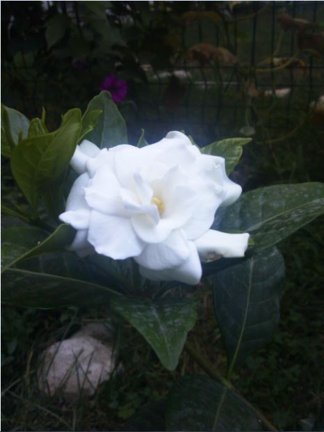 Name:  ga1.JPG
Views: 309
Size:  38.3 KB