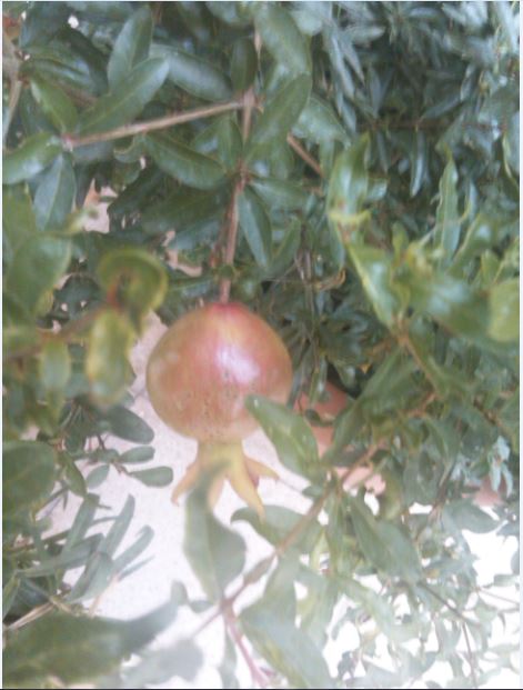 Name:  na.JPG
Views: 303
Size:  51.8 KB