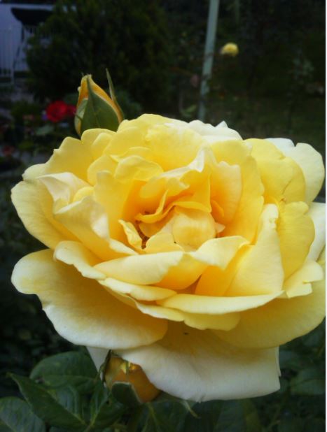 Name:  gu3.JPG
Views: 302
Size:  40.0 KB