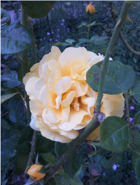 Name:  gu4.JPG
Views: 308
Size:  50.2 KB