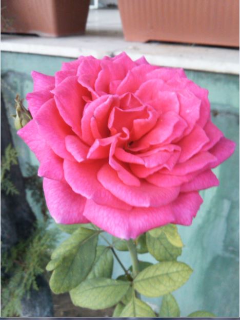 Name:  gul2.JPG
Views: 313
Size:  46.8 KB