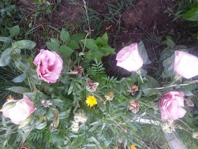 Name:  11866266_10153564780953415_1892921449074455531_n.jpg
Views: 518
Size:  70.9 KB
