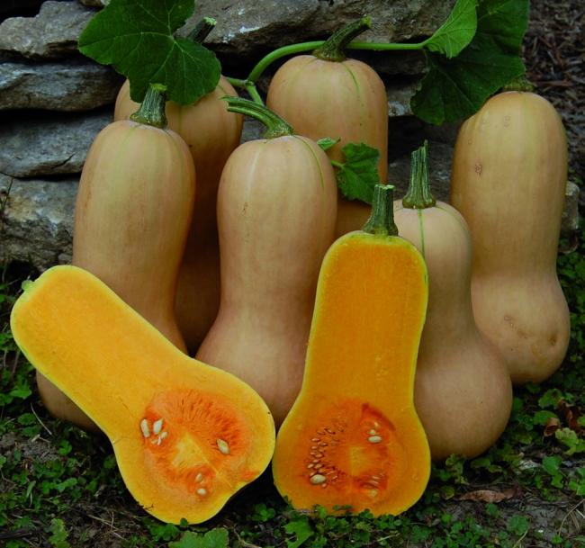 Name:  20144200635_squash_waltham_butternut.jpg
Views: 885
Size:  59.0 KB