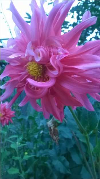 Name:  dahlia 13.08.2015.jpg
Views: 625
Size:  69.0 KB
