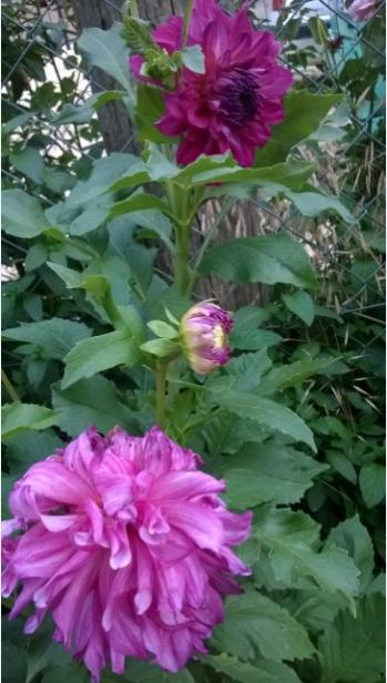 Name:  dahlia 2-13.08.2015.jpg
Views: 628
Size:  41.2 KB