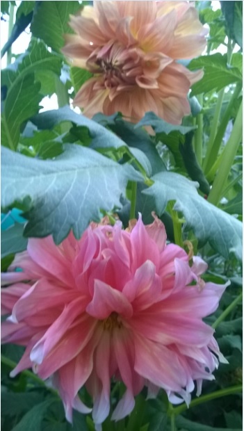Name:  dahlia 3-13.08.2015.jpg
Views: 648
Size:  69.3 KB